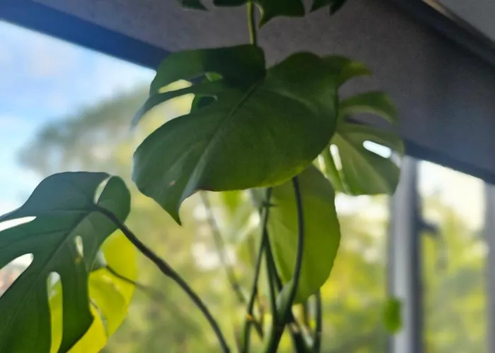 Luxury 3 Bed Next To Centre Apartment